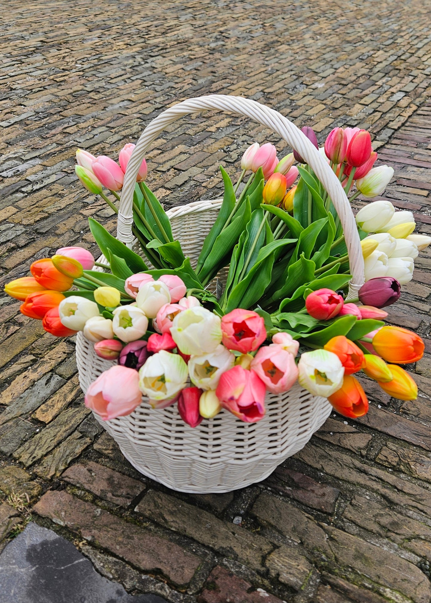 Net echte Hollandse tulpen voorjaar 